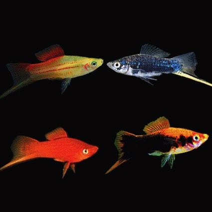 Xiph.helleri   Zwaarddrager mix ML